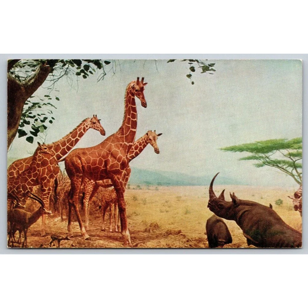 Vtg Postcard African Waterhole Chicago Natural History Museum Giraffe Rhino IL